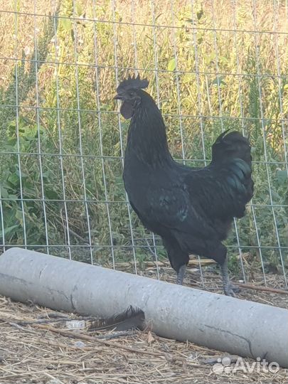 Молодые петушки