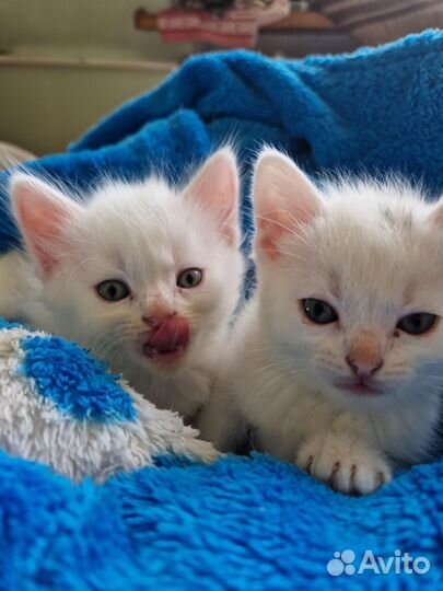 Котята