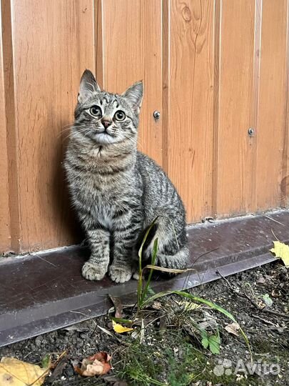 Котенок мальчик 3 месяца