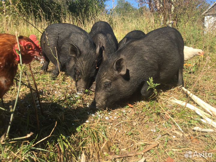 Продается мини пиги