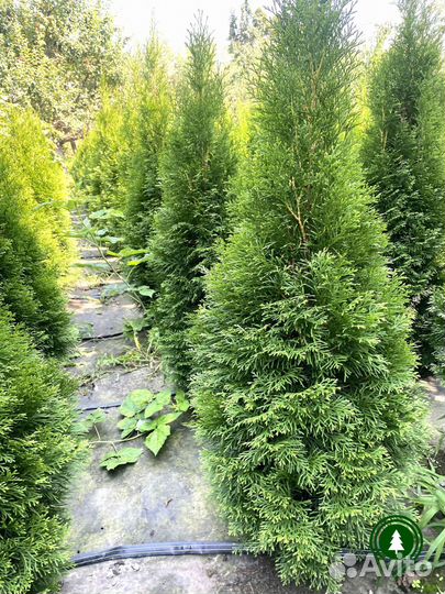 Туя крупномер. Доставим на дом