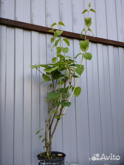 Чубушник, саженцы