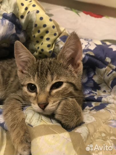 Кошка в дар бесплатно