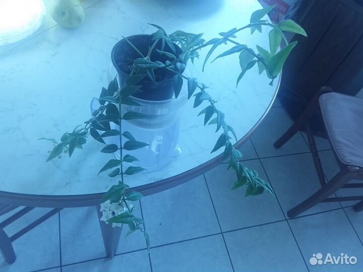 Хойя прекрасная