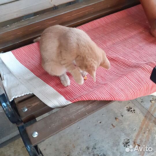 Рыжий котёнок мальчик