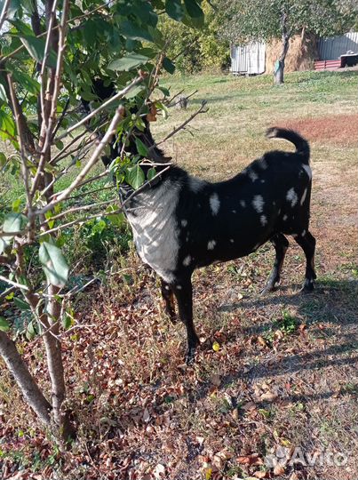 Нубийский козел