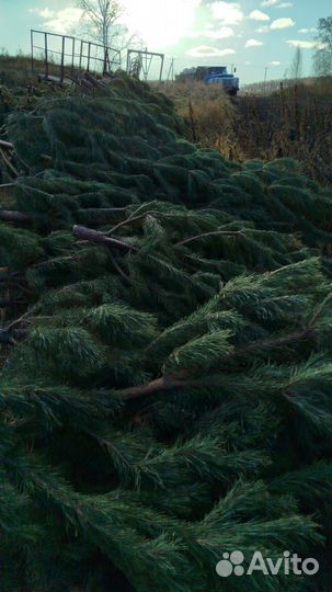 Сосна новогодняя оптом