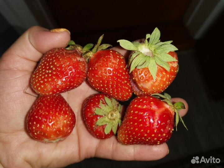 Саженцы виктории мурано