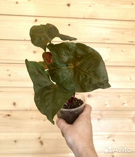 Сингониумы