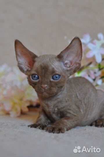 Devon rex