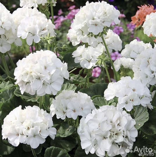 Пеларгония герань, белая, (цветущая)