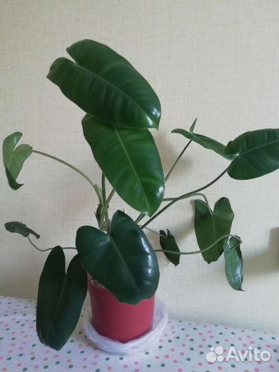 Филодендрон