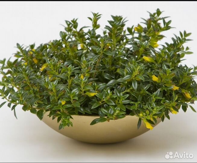 Нематантус