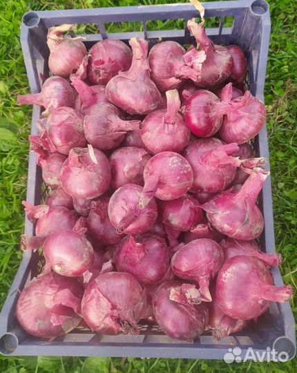 Красный лук Даниловский