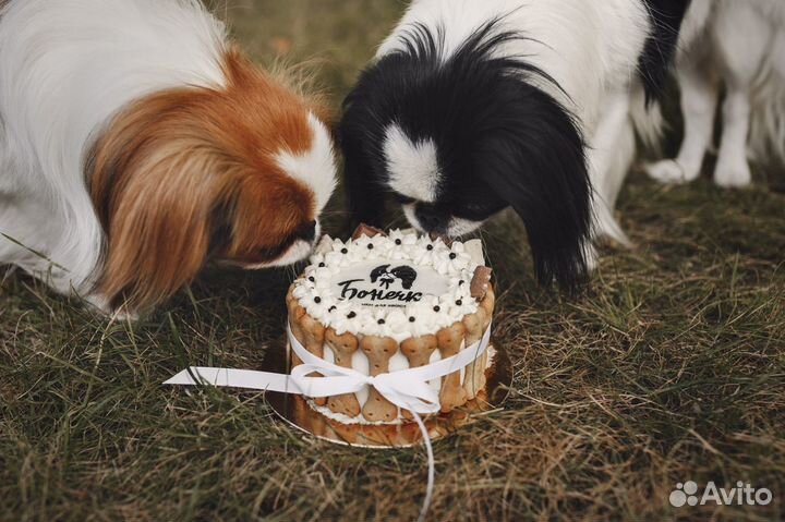 Торты для собак и кошек