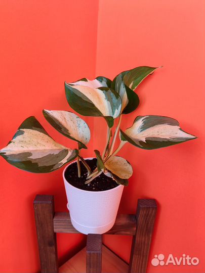 Эпипремнум марбл apple