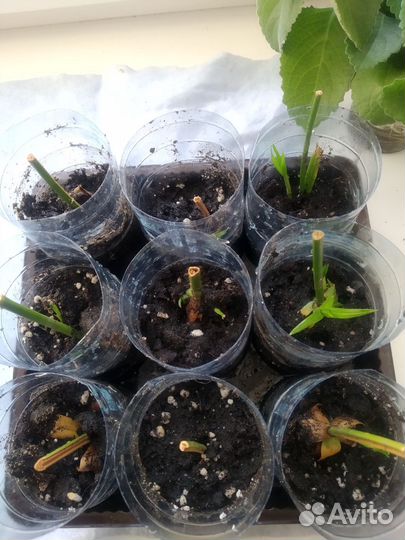 Толстяка циперус мята