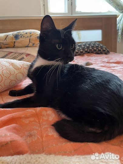 Кошечка в добрые руки