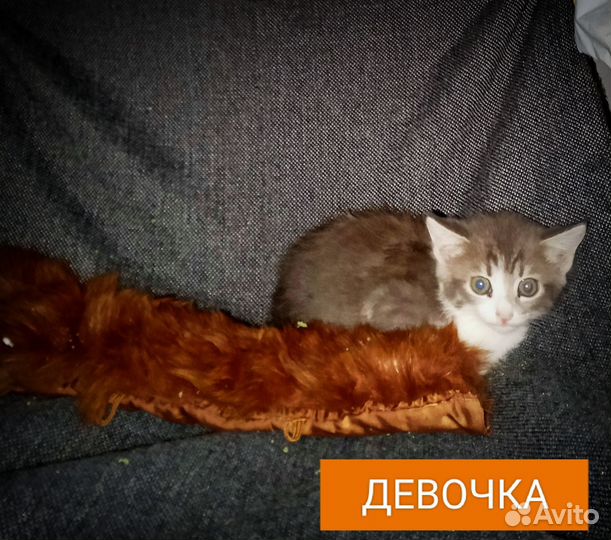 Котята ищут дом