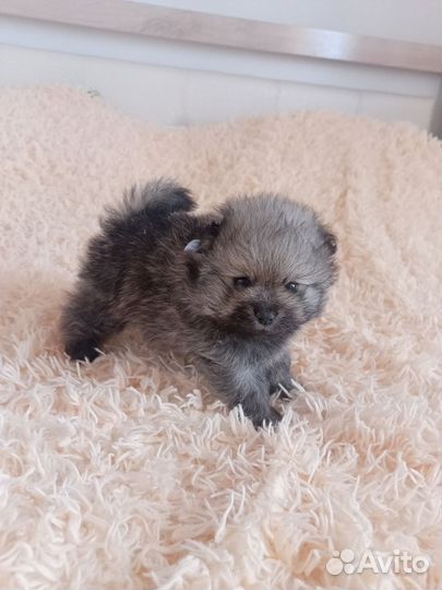 Щенок шпица