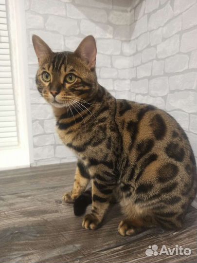 Бенгальский кот вязка