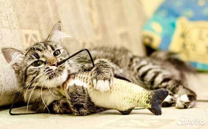 Муся пушистая сибирячка в дар заботливым хозяевам