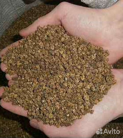 Семена кормовой свеклы