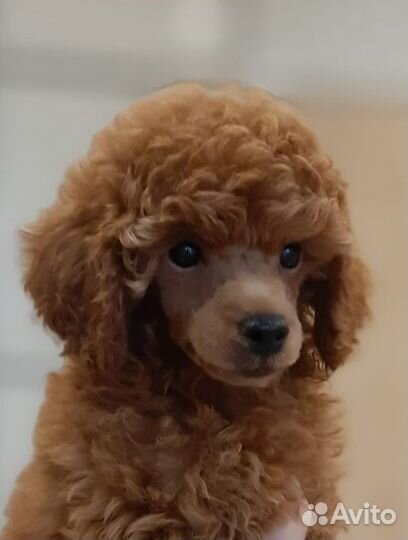 Миниатюрный пудель щенки