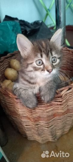 Отдам котят в хорошие руки