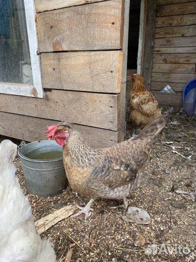 Легбар кремовый две курицы и петух