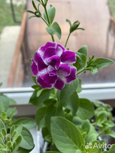 Вегетативные калибрахоа и петунии