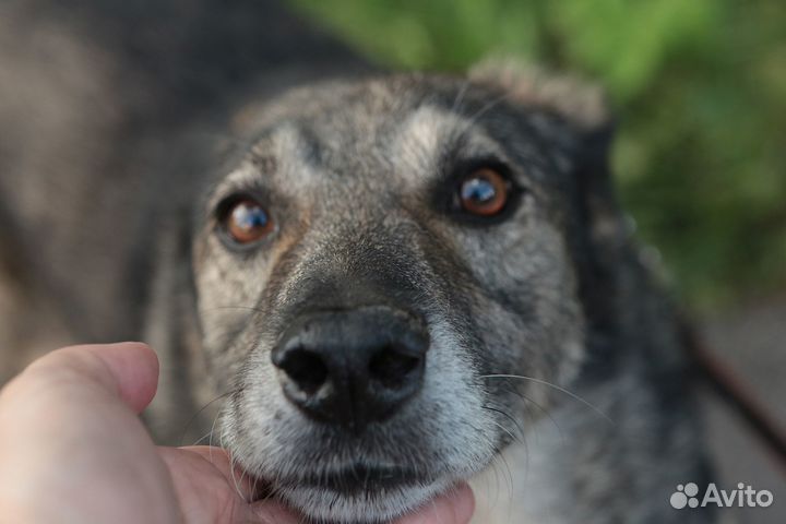 Бориска, 7 лет, 50 см