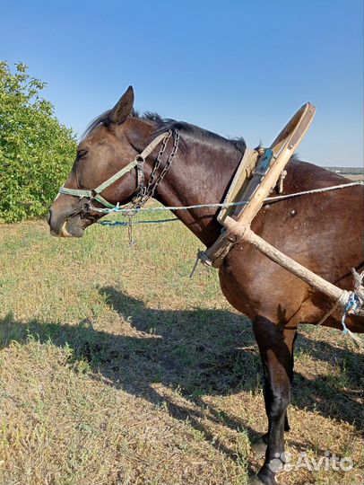 Продажа лошадей