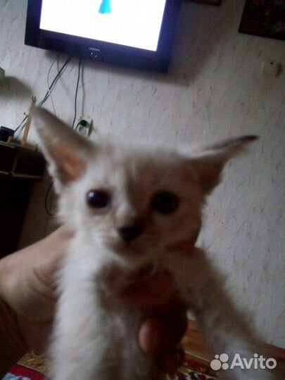 Ла-перм лаперм