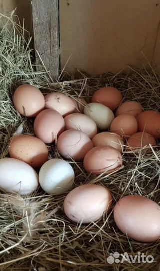 Инкубационное яйцо