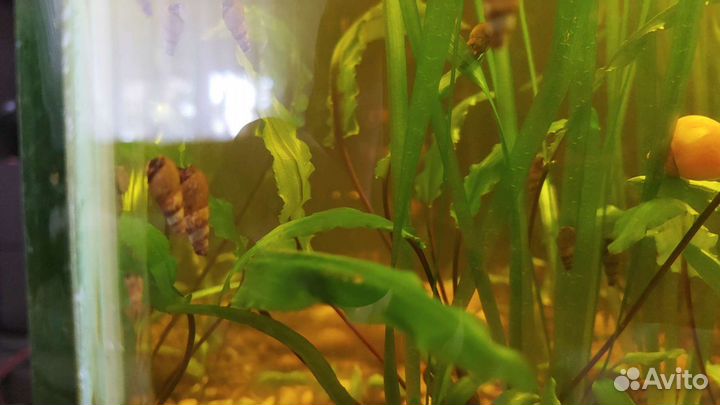 Улитки мелании,риччия растение аквариумное