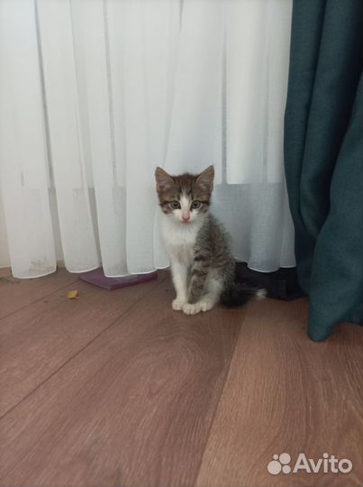 Котенок