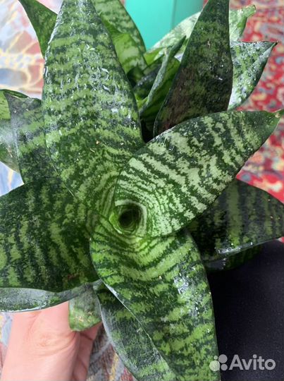 Сансевиерия