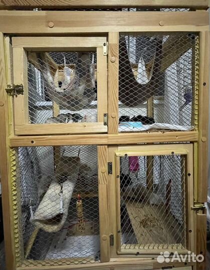 Крысята, крысы