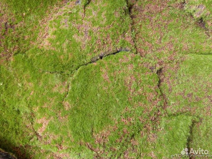 Искусственный Мох - Искусственная трава