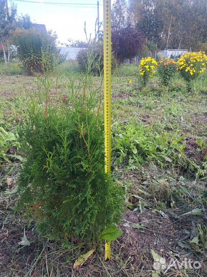 Туя смарагд саженцы