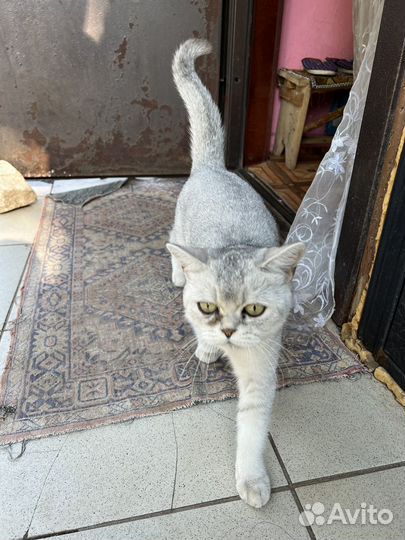 Шотландская кошка