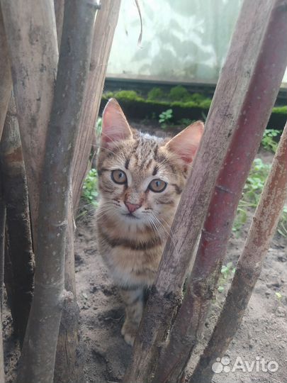 Кошки