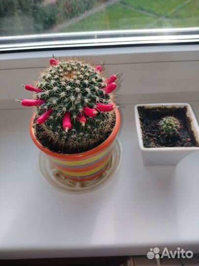 Детка цветущего кактуса