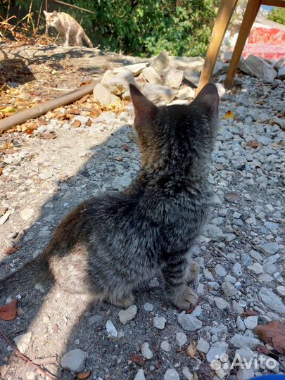 Котята в добрые руки мальчики