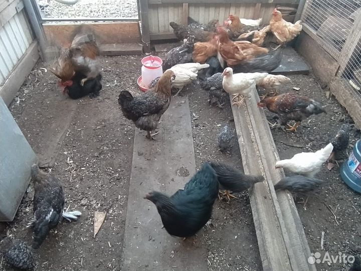 Продаются куры