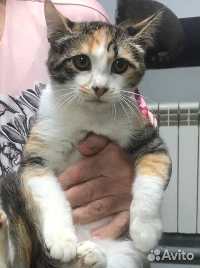 Кошка в дар бесплатно