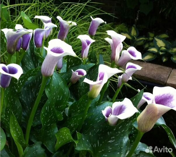 Луковицы Каллы