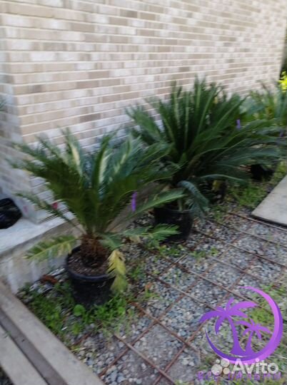 Пальма Большая Цикос (Саговник)