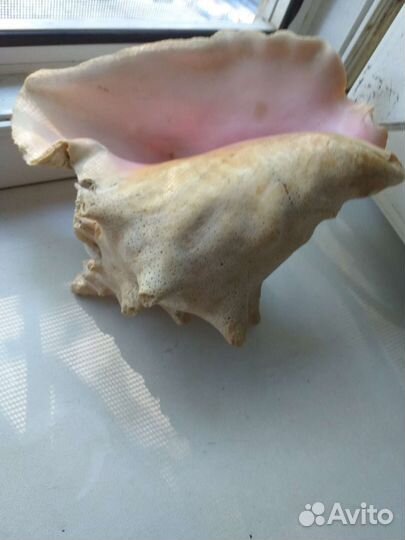 Ракушка из моря